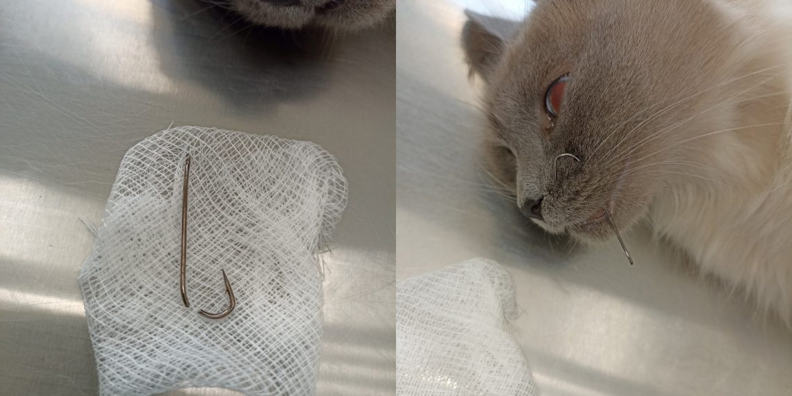 Ульяновские ветеринары удалили рыболовные крючки из лапы и морды кота