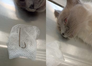 Ульяновские ветеринары удалили рыболовные крючки из лапы и морды кота