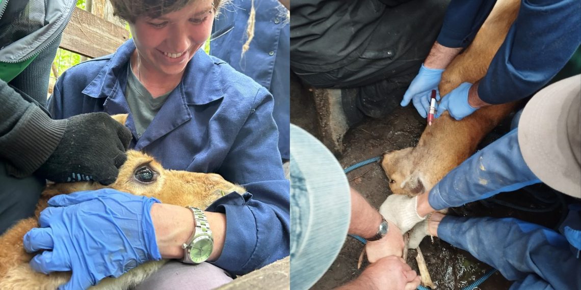 Викунии, яки, олени: у кого и зачем взяли анализы в Ульяновском зоопарке