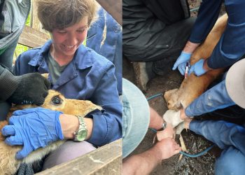 Викунии, яки, олени: у кого и зачем взяли анализы в Ульяновском зоопарке