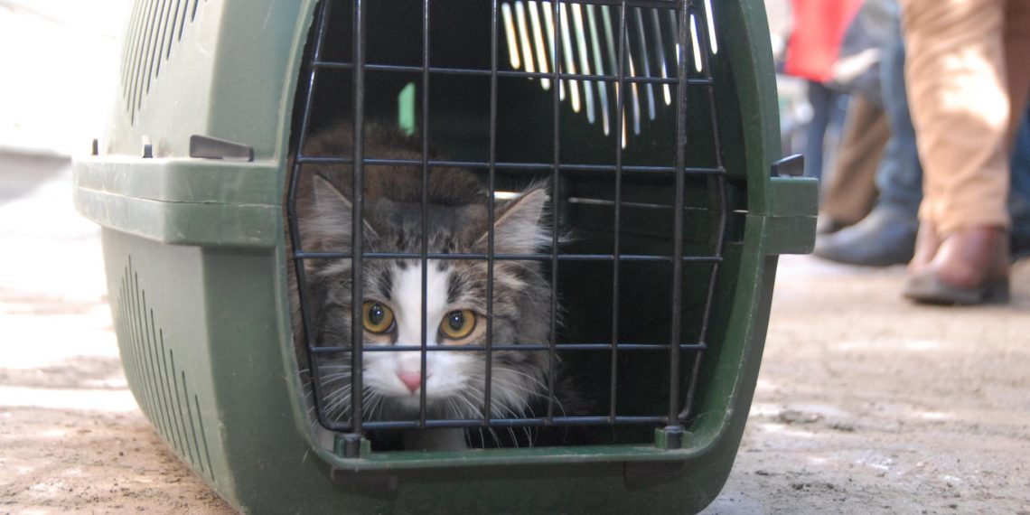 Россельхознадзор напомнил ульяновцам о правилах перевозки животных за рубеж