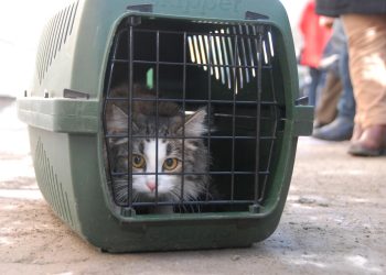 Россельхознадзор напомнил ульяновцам о правилах перевозки животных за рубеж