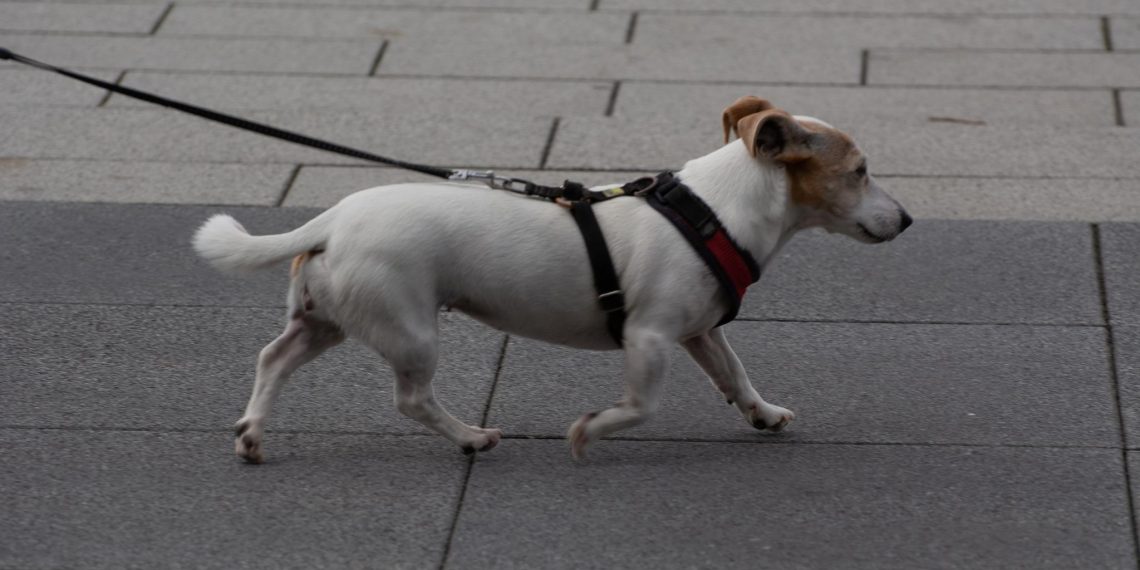 За собачью кофту ответит по закону: в Ульяновске возбудили дело о грабеже