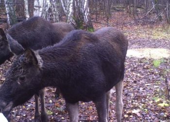 Застрелил лосиху в нацпарке: ульяновец заплатит 1,1 млн рублей за браконьерство