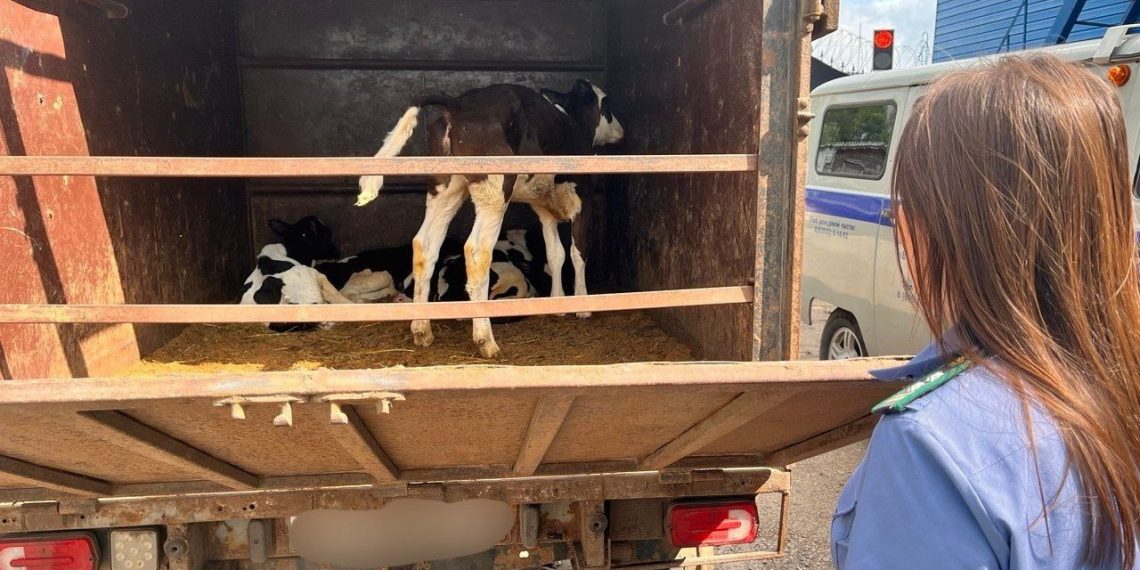 На трассе Цивильск-Ульяновск задержали нелегальный скот