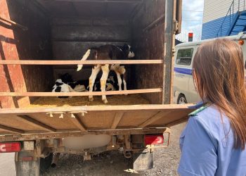 На трассе Цивильск-Ульяновск задержали нелегальный скот