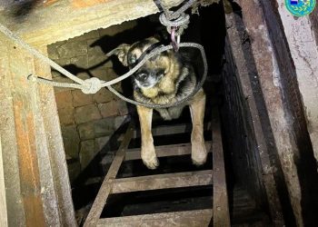 Ульяновские спасатели освободили собаку из подвала в гараже