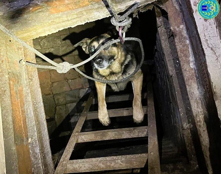 Ульяновские спасатели освободили собаку из подвала в гараже