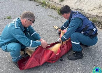 Косулю сбили на Президентском мосту в Ульяновске