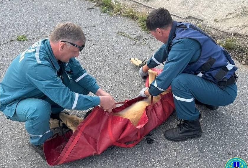 Косулю сбили на Президентском мосту в Ульяновске