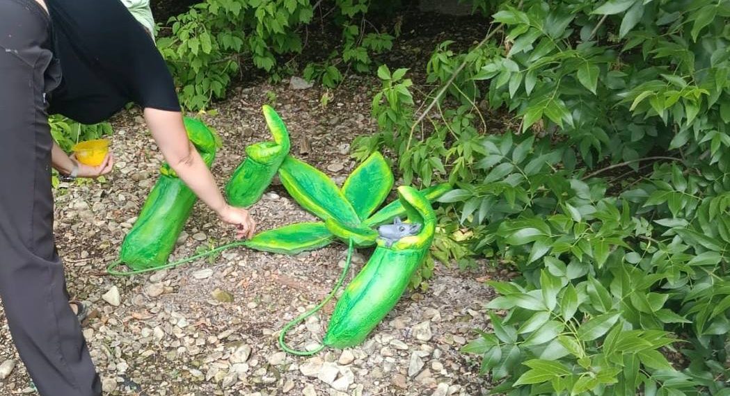 Драконы поселятся в Винновской роще: готовится открытие сказочного парка