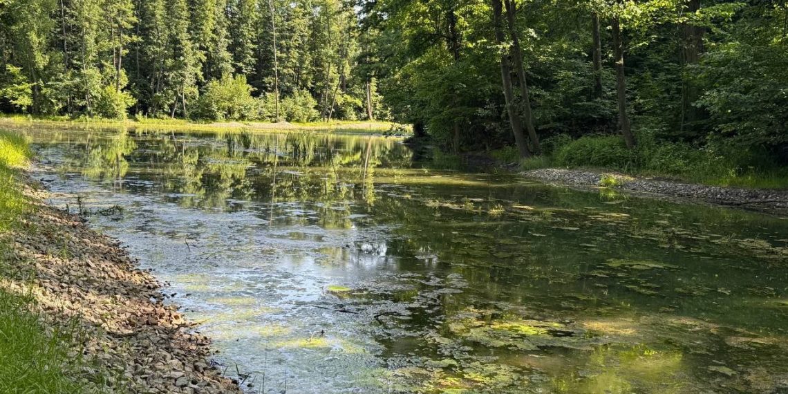 Очистные сооружения Винновской рощи в Ульяновске не справляются с загрязнением