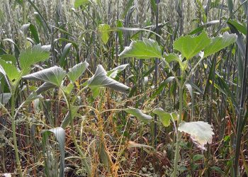 В Ульяновской области ввели карантин из-за опасного сорняка