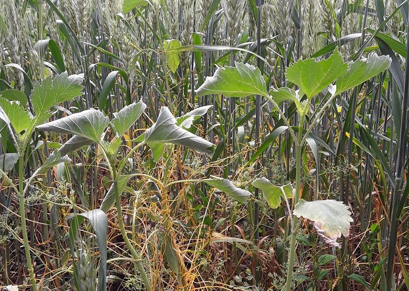 В Ульяновской области ввели карантин из-за опасного сорняка