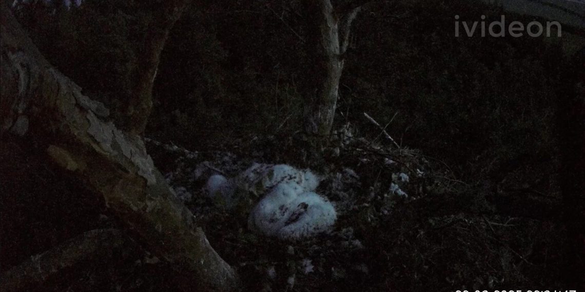 В Сенгилеевских горах погиб младший птенец Арбушки и Белогора