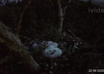 В Сенгилеевских горах погиб младший птенец Арбушки и Белогора