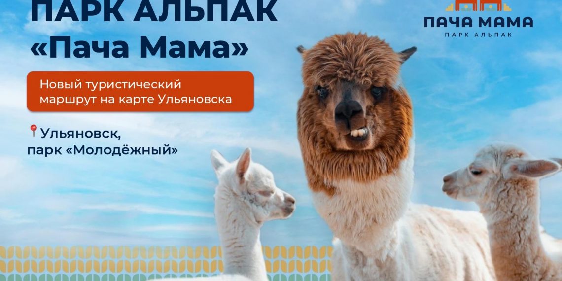 Парк альпак «Пача Мама» скоро откроется в ульяновском парке «Молодёжный»