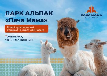 Парк альпак «Пача Мама» скоро откроется в ульяновском парке «Молодёжный»