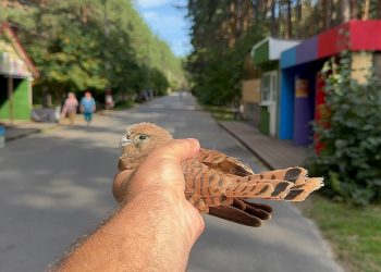 Ульяновский депутат Клопков спас двух соколят