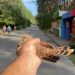 Ульяновский депутат Клопков спас двух соколят