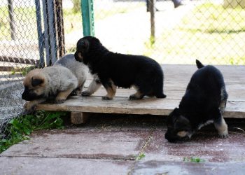 В Ульяновском УФСИН появился хвостатый отряд «Ю»
