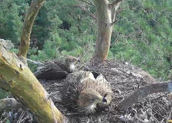 Ульяновцев просят придумать имена для птенцов Арбушки и Белогора