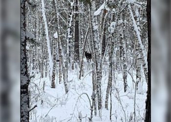 Беременную лосиху – на колбасу: в Ульяновской области крупно оштрафовали браконьера из Тушны