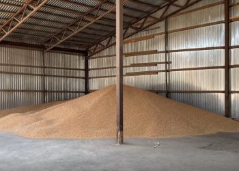 Семечки не по зубам: 10 самарцев попались на краже подсолнечника в Ульяновской области