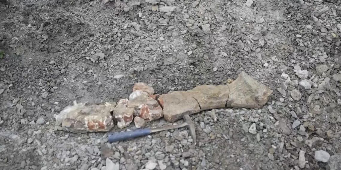 В Ульяновской области найден 150-миллионолетний плезиозавр