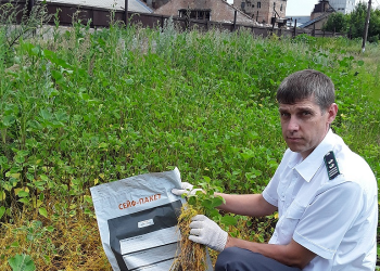 Опасный сорняк обнаружен в Чердаклах: расширена карантинная зона