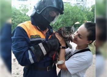Ульяновские спасатели вернули хозяйке застрявшего на дереве кота