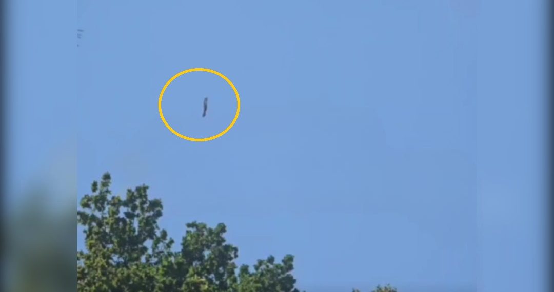 В Ульяновске едва не разбился парашютист из-за спутанных строп — видео