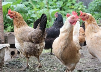 Ульяновцы пожаловались в Россельхознадзор на ненадлежащее обращение с животными