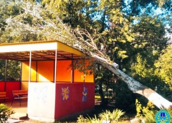 Огромное дерево упало на детский реабилитационный центр в Ульяновске