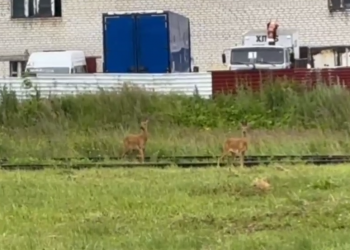 Косули на трамвайных путях: дожди вернули диких животных в Ульяновск