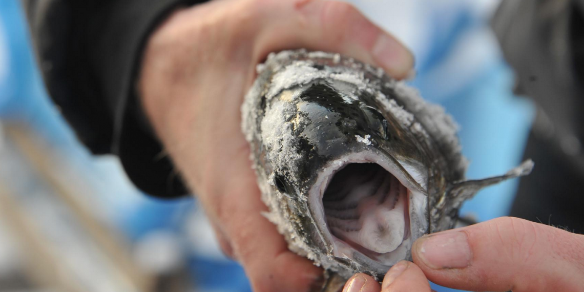 Роспотребнадзор Ульяновской области назвал самую опасную рыбу для жителей региона