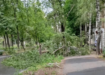 На Хмельницкого в Ульяновске пострадали два дерева: одно повалил ветер, второе подожгла молния