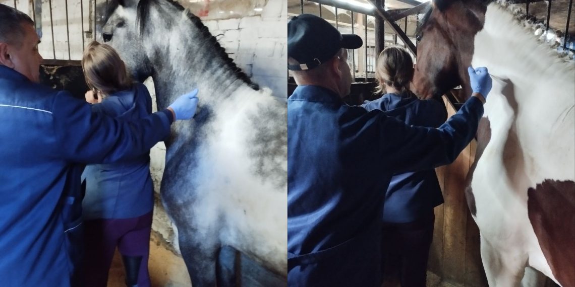 В ульяновском конно-спортивном комплексе «Кентавр» вакцинировали лошадей