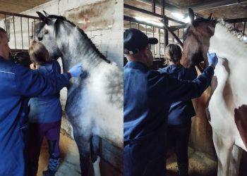 В ульяновском конно-спортивном комплексе «Кентавр» вакцинировали лошадей