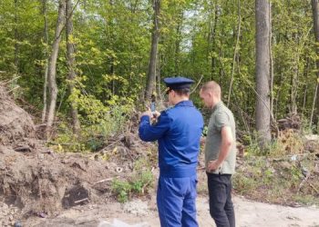 Ульяновец остался без 200 000 рублей и бензопилы за рубку сосен