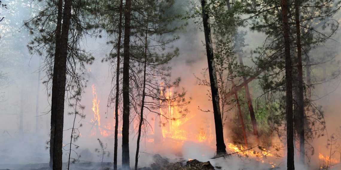 С начала года в Ульяновской области потушили 41 природный пожар на площади 380 га