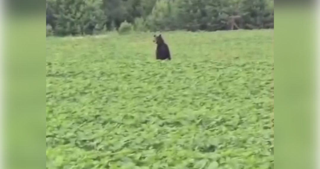 Косолапый гость: врач из Ульяновской области опубликовал видео с медведем