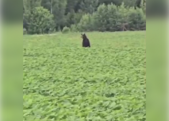 Косолапый гость: врач из Ульяновской области опубликовал видео с медведем