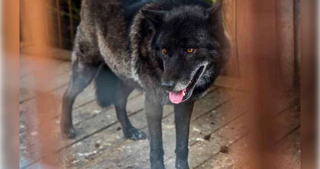 Канадскому волку в ульяновском эко-парке оказали помощь с помощью летающих шприцев