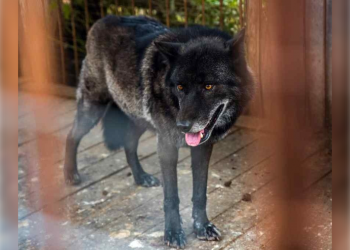 Канадскому волку в ульяновском эко-парке оказали помощь с помощью летающих шприцев
