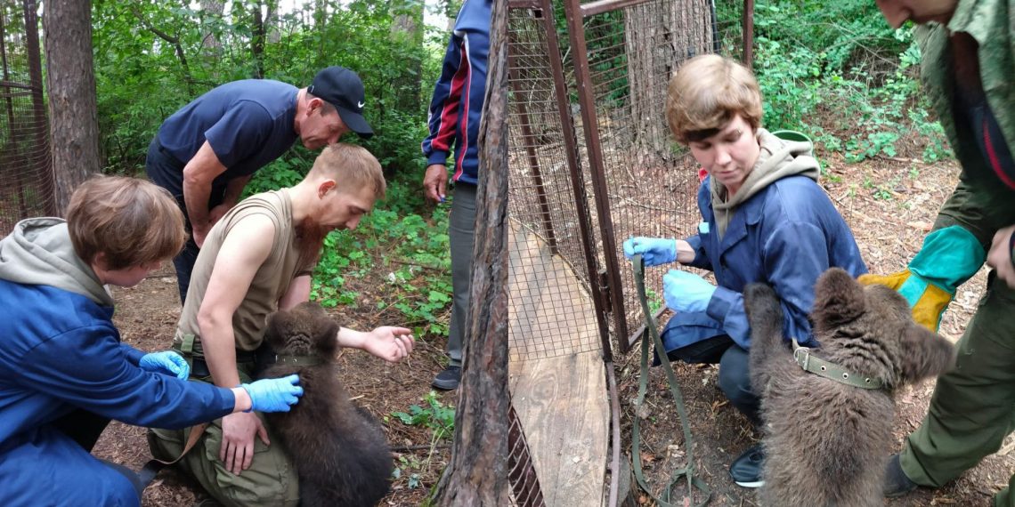 В Ульяновском зоопарке вакцинировали спасённого медвежонка