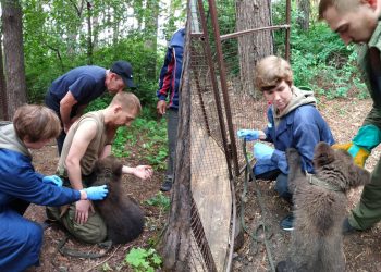 В Ульяновском зоопарке вакцинировали спасённого медвежонка