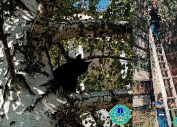 Ульяновские спасатели освободили застрявшую на дереве кошку