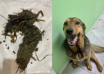 Желудок, полный сюрпризов: ульяновские ветеринары спасли от смерти любопытную собаку