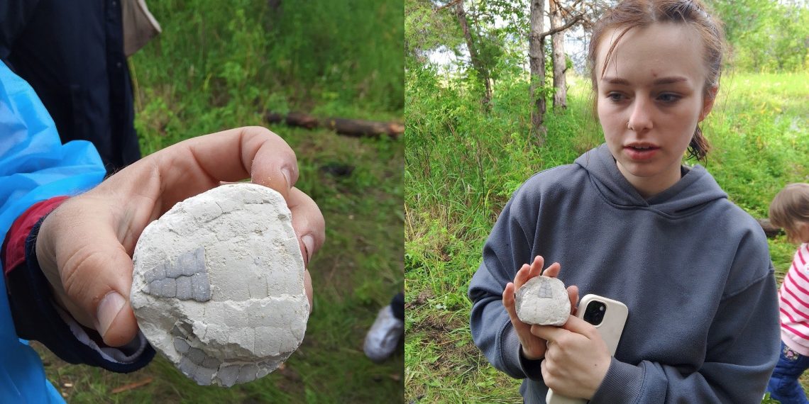Доисторического морского ежа нашли в Сенгилеевских горах ульяновские студенты